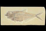 Beautiful, Diplomystus Fossil Fish - Wyoming #116769-1